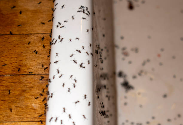 Wildlife Control Services in Horse Shoe, NC